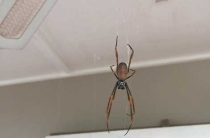 Стоит ли устанавливать паук вместо катализатора на Ладу Весту? Все плюсы и минусы