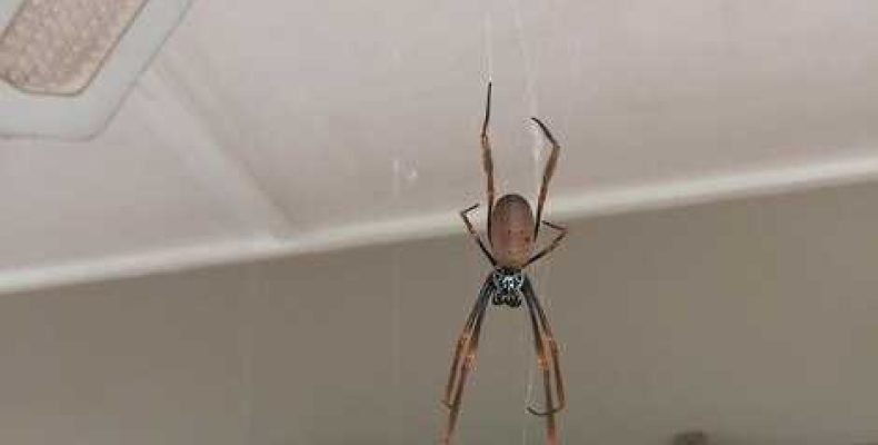 Стоит ли устанавливать паук вместо катализатора на Ладу Весту? Все плюсы и минусы